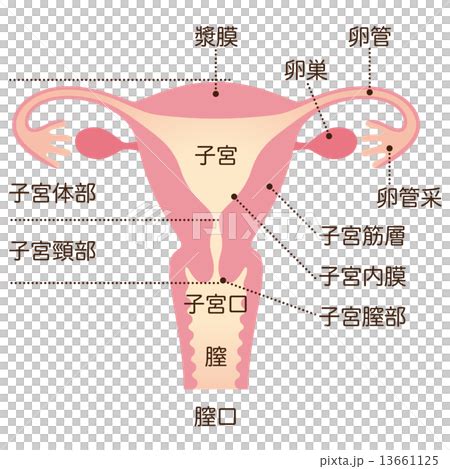 女人 身體|女人要了解子宮及身體構造 保持整體健康和美麗